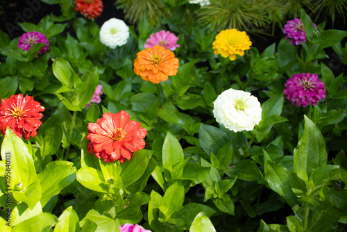 Flowers in the field 