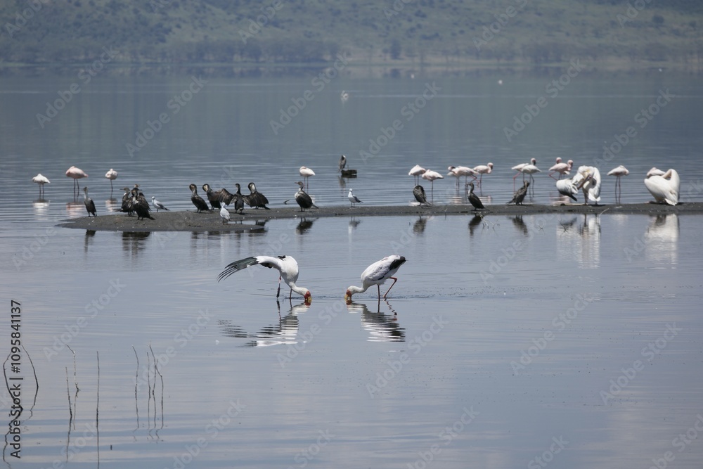 Fototapeta premium Waterbirds in a Serene Wetland