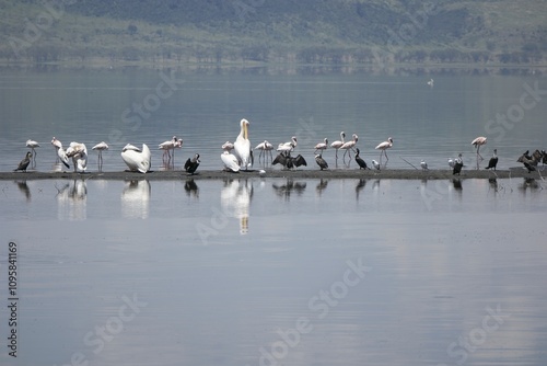 Diverse Waterbirds at a Tranquil Lake Shore photo