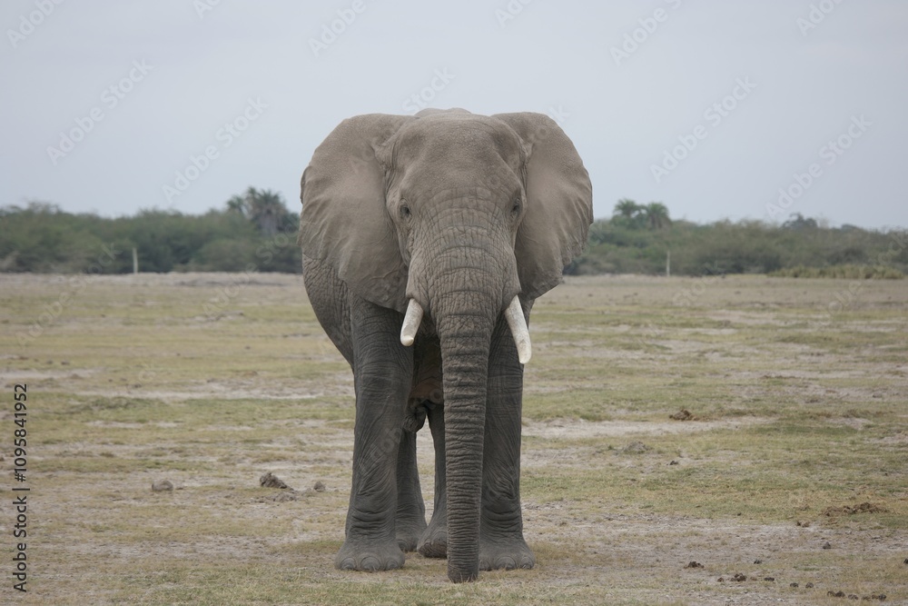 Obraz premium African Elephant in Natural Habitat
