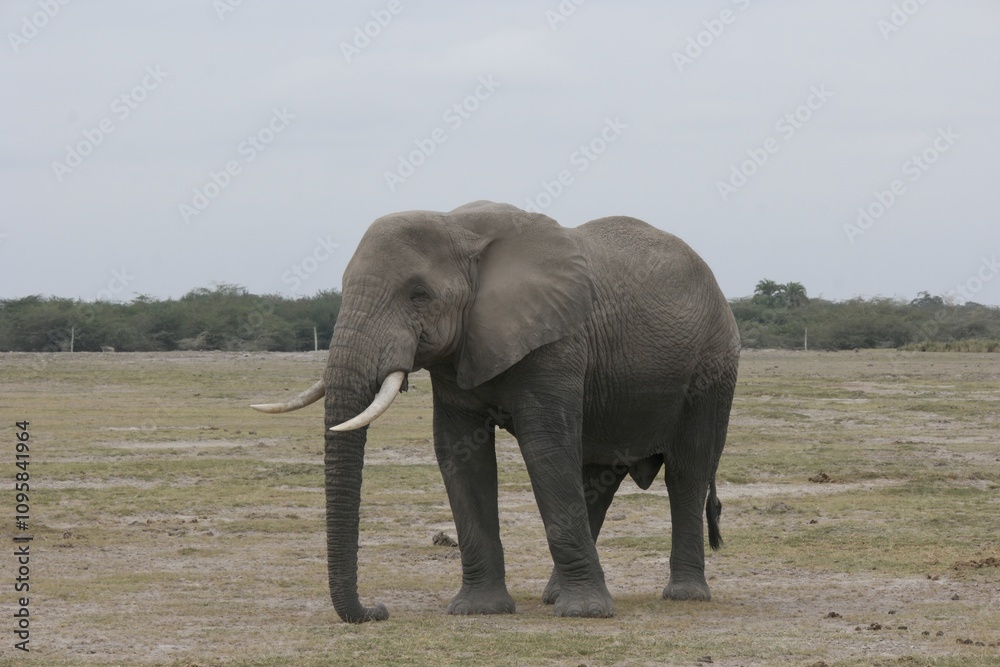 Obraz premium African Elephant in Savanna Landscape
