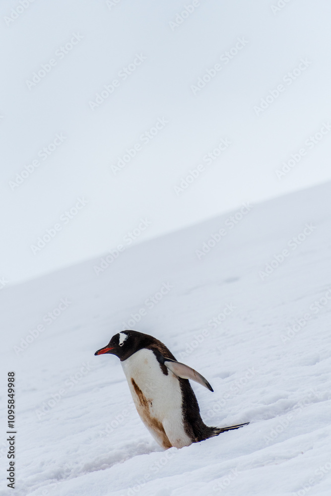 Obraz premium Close-up of a Gentoo Penguin -Pygoscelis papua- walking along a penguin highway in a snowy landscape of the colony at Danco island, on the Antarctic Peninsula