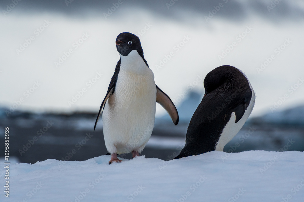 Obraz premium Close-up of two Adelie Penguins - Pygoscelis adeliae- standing on an iceberg, near the fish islands, on the Antarctic Peninsula