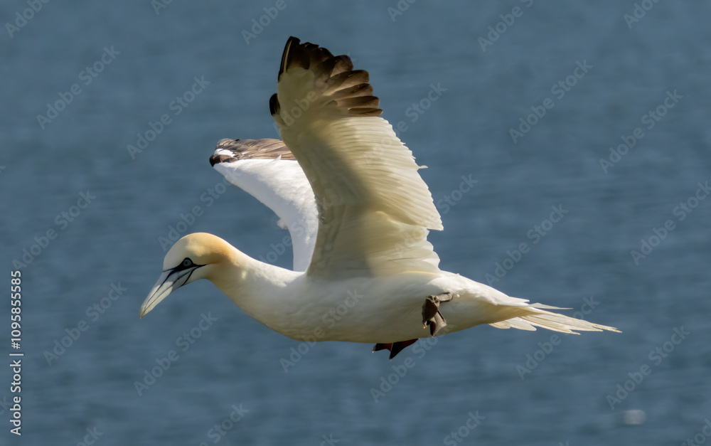 Northern Gannet on breeding rocks of Bempton cliffs, UK Northern Gannet on breeding rocks of Bempton cliffs, UK