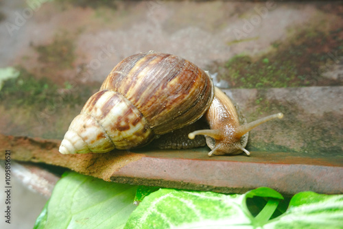 Close up photo of a snail walking on a roof tile photo