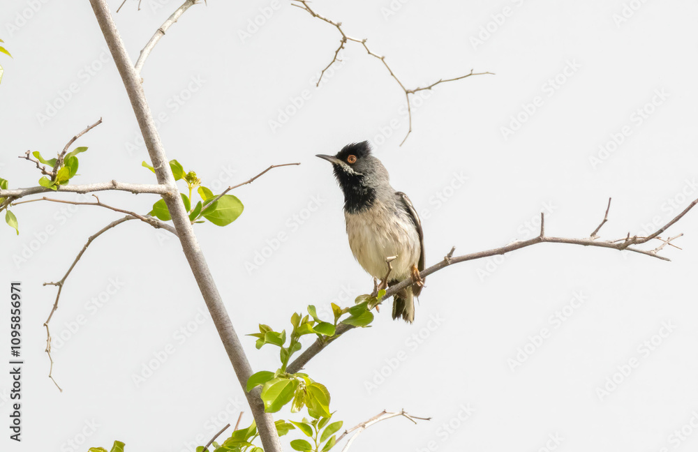 Rupel`s Warbler singing on stick Rupel`s Warbler singing on stick