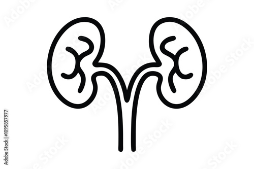  kidney line art vector image illustration..