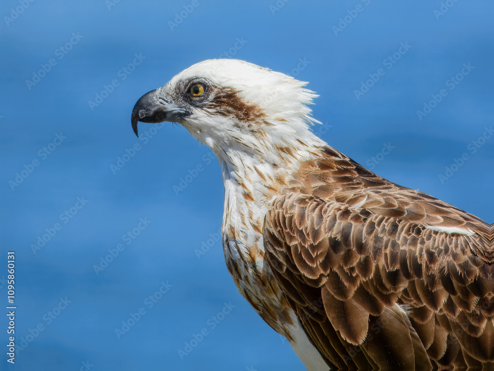 Osprey (Pandion haliaetus) in Australia Osprey (Pandion haliaetus) in Australia