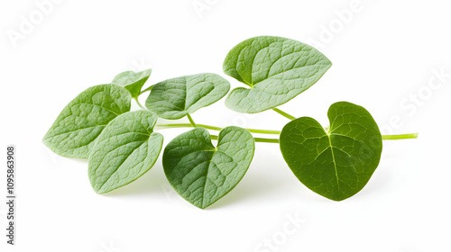 Lush green heart-shaped leaves of a climbing plant, isolated on a white background. Perfect for illustrating nature, growth, or health concepts.