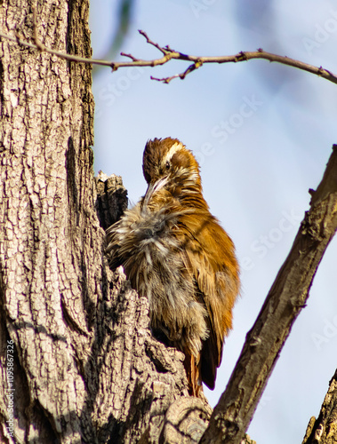 chinchero woodcreeper native bird of South America photo