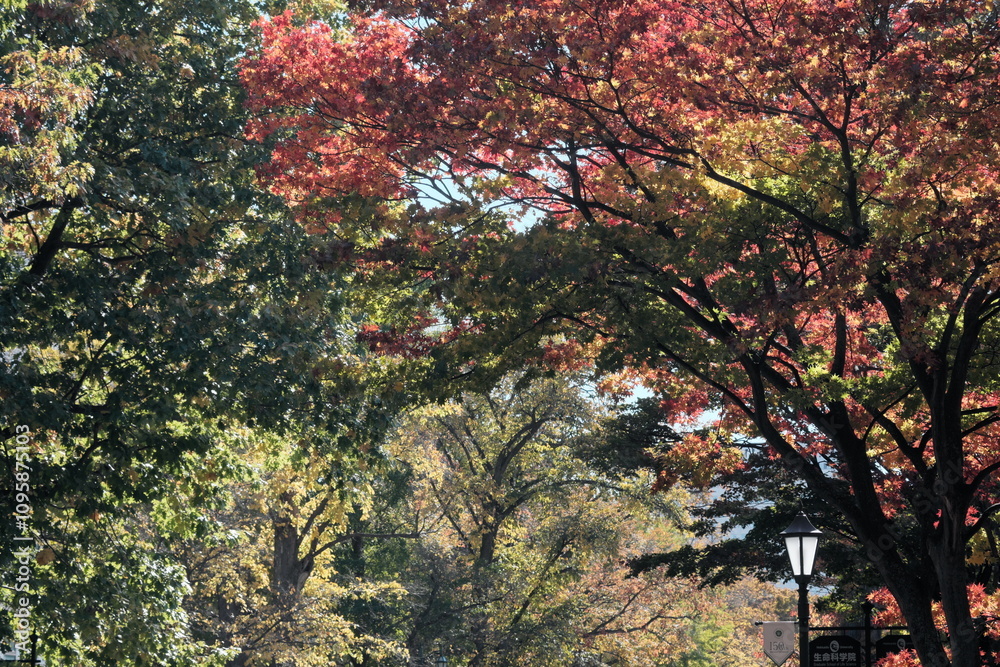 北海道のつくしい紅葉 北海道のつくしい紅葉