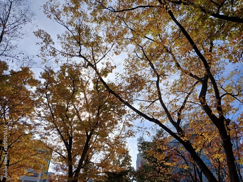 trees in autumn