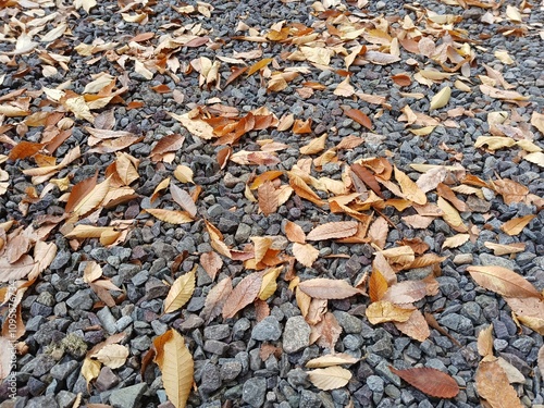 leaves on the ground
