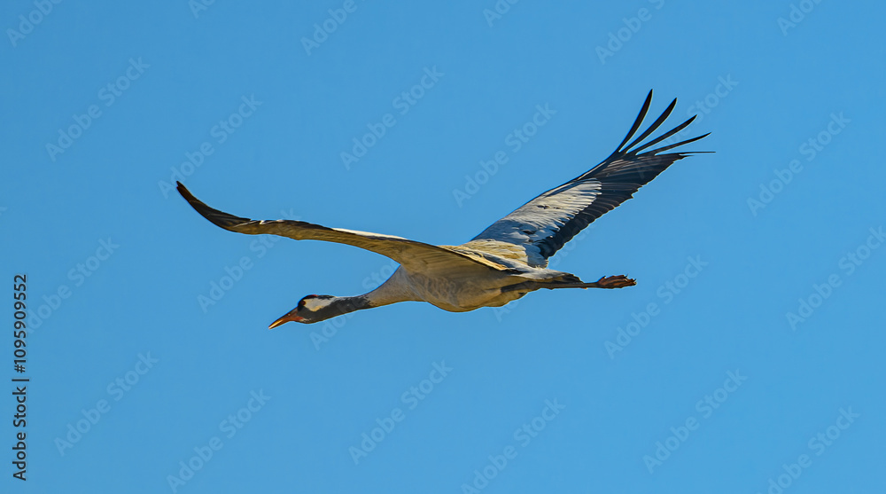Obraz premium common Eurasian crane (Grus grus) in flight