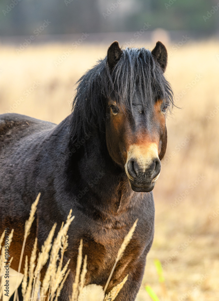 Fototapeta premium wild exmoor pony front portrait