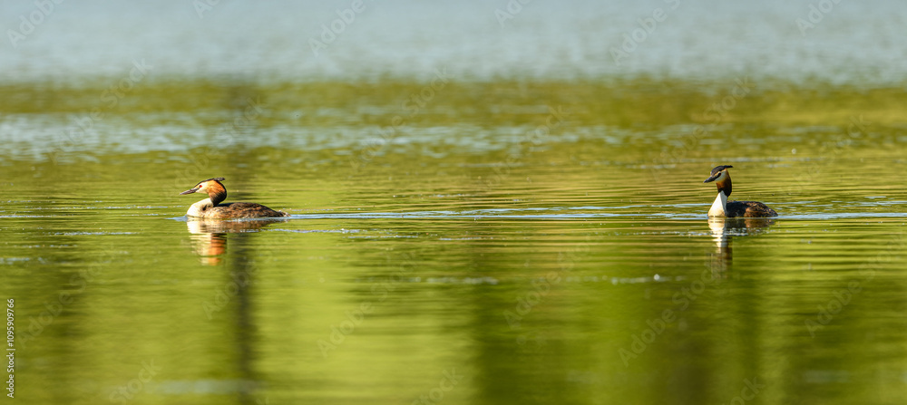 great crested grebe (Podiceps cristatus) swimming great crested grebe (Podiceps cristatus) swimming