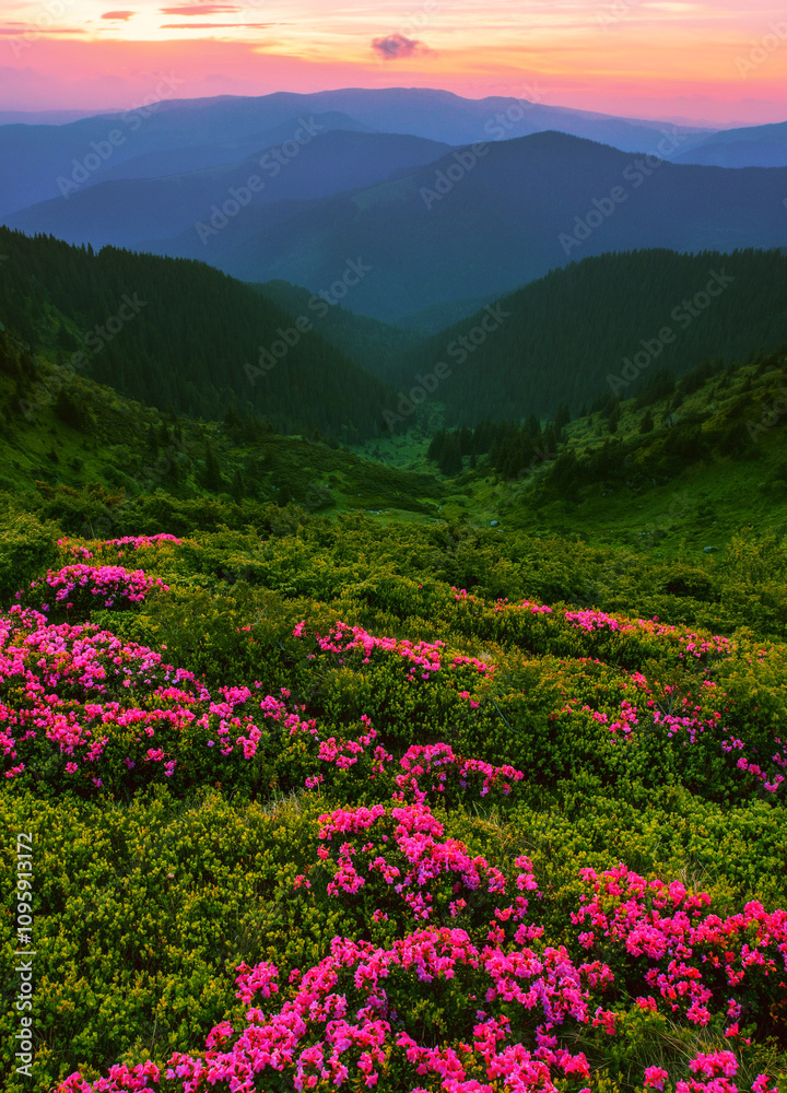amazing flowering red pink rhododendrons flowers in the mountains, amazing panoramic nature scenery amazing flowering red pink rhododendrons flowers in the mountains, amazing panoramic nature scenery