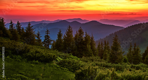 amazing flowering red pink rhododendrons flowers in the mountains, amazing panoramic nature scenery 