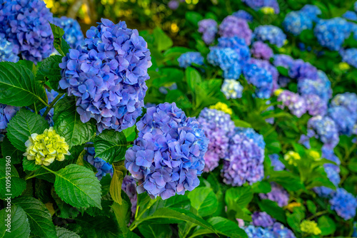 Beautiful blue Hydrangea Macrophylla Adria flower