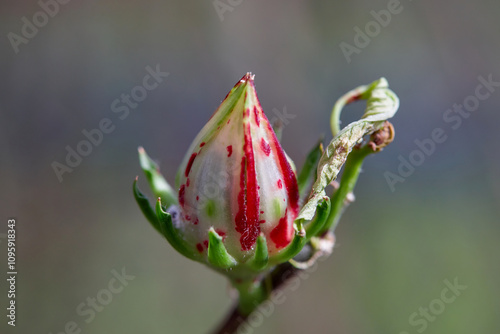 Close-up view of red Rosella bud on tree