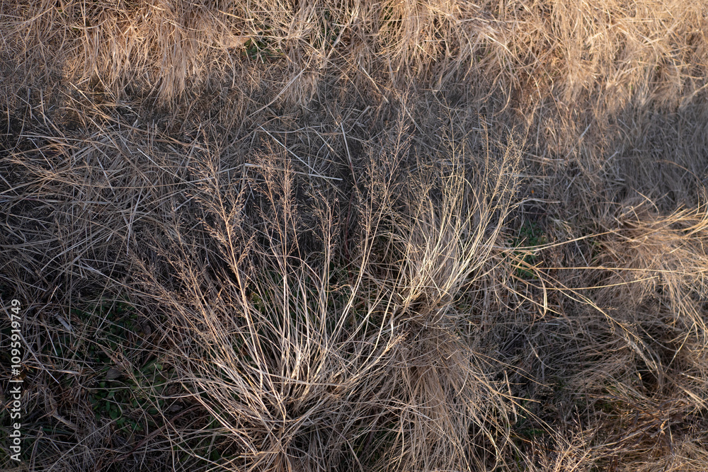 Fototapeta premium Dried yellow grasses of winter