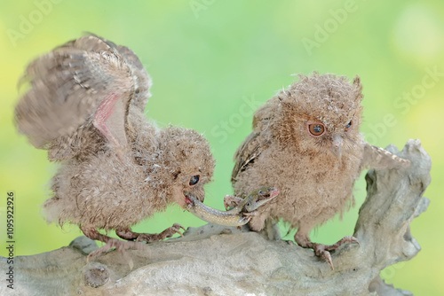 Two young Javan scops owls are preying on a skink. This nocturnal bird has the scientific name Otus lempiji. photo