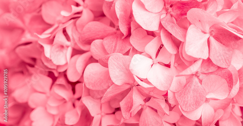 Pink flowers close up. Bouquet of red flowers. City flower beds, a beautiful and well-groomed garden with flowering bushes.