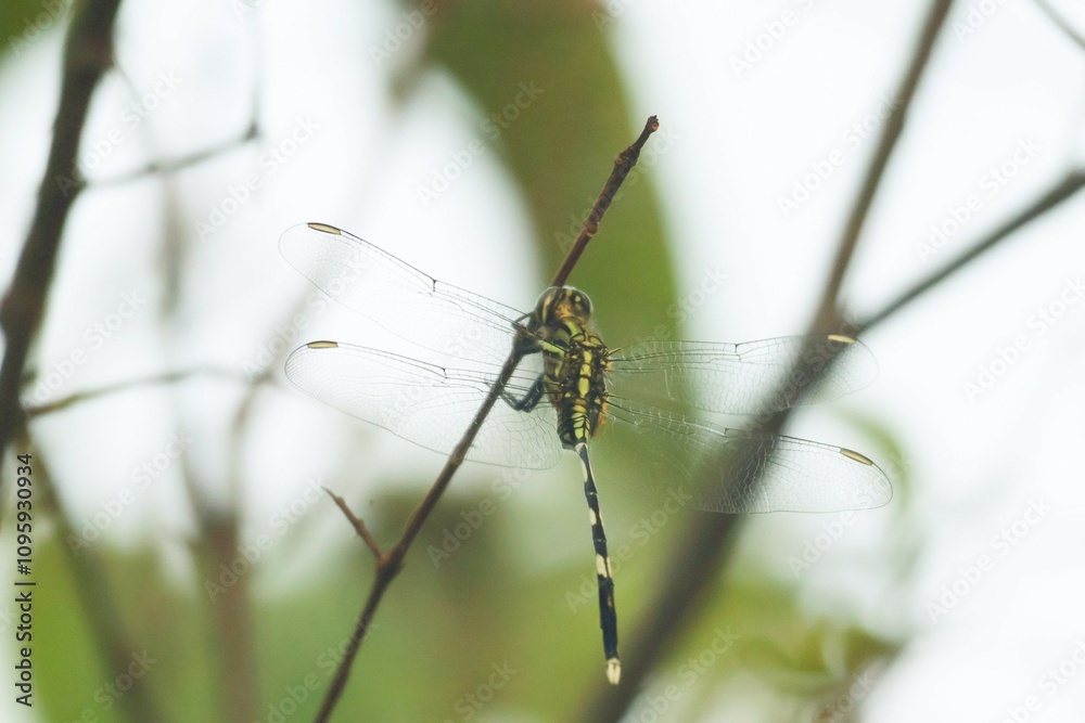 Dragonfly on a branch in a tropical forest. Dragonfly on a branch in a tropical forest.