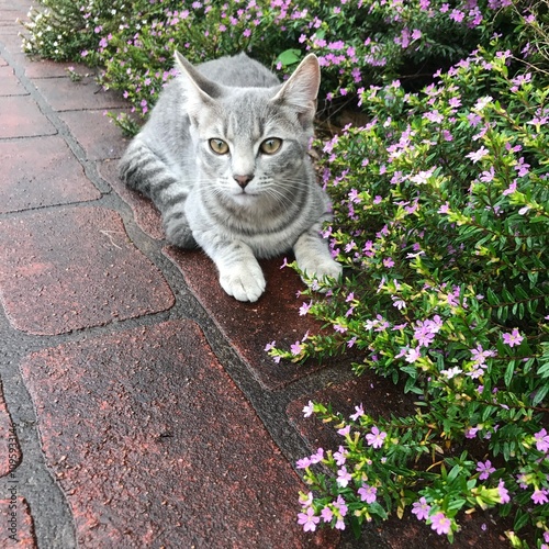 Young grey cat with yellow eyes sitting by a garden with flowers.
