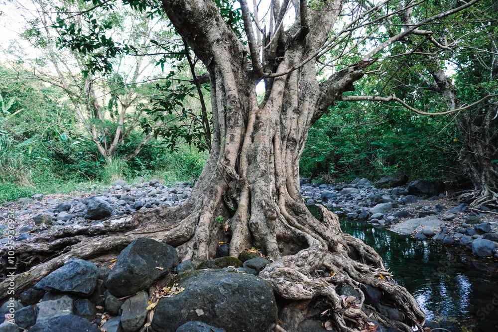 Majestic Tree in a Verdant Forest Setting Majestic Tree in a Verdant Forest Setting