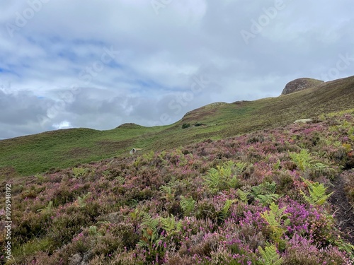 Heather on the hills of the Holy Isle