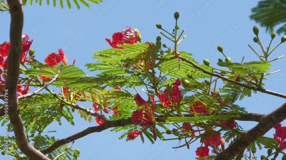 Fiery red and orange flame tree flowers gently swaying in the breeze, tropical island blooms
