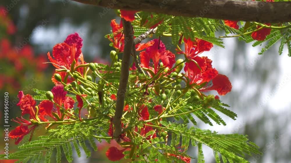 Blooming flame tree flowers swaying with the gentle breeze, tropical island 