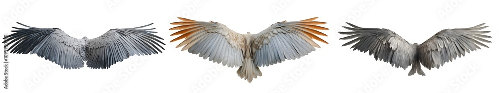 A Collection of Majestic Wings Perfect for Design and Art A Collection of Powerful Wings Isolated on Transparent Background A Collection of Majestic Wings Perfect for Design and Art A Collection of Powerful Wings Isolated on Transparent Background