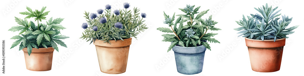 Vibrant Sea Holly Plants in Terracotta Pots Watercolor Vibrant Sea Holly Plants in Terracotta Pots Watercolor