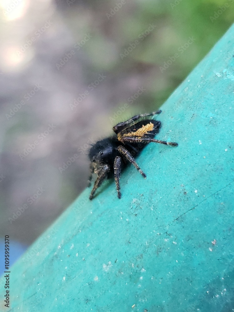 Fototapeta premium Black Jumping Spider on Green Pipe