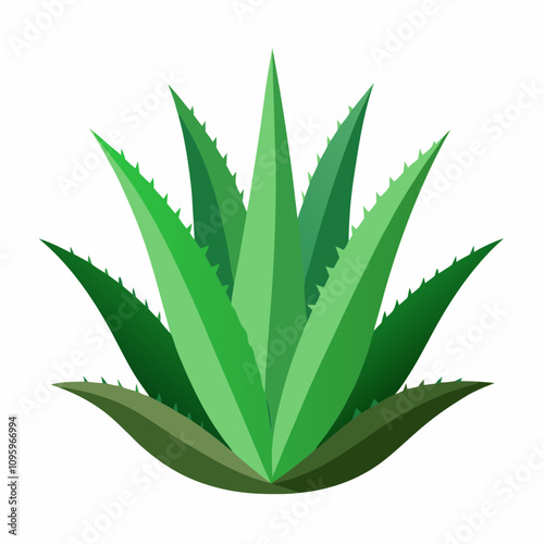aloe vera plant