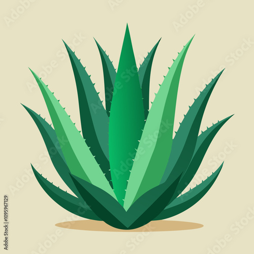 aloe vera plant