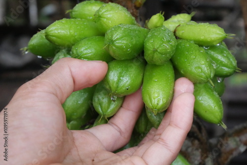 take vegetable star fruit, Averrhoa star fruit with a sour taste is used as a cooking spice, a mixture of medicinal herbs and candied fruit photo