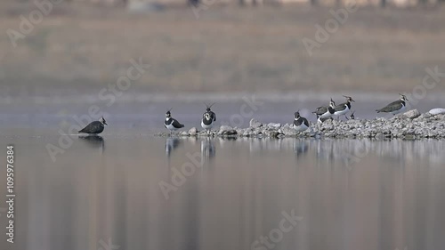 Northern Lapwing (Vanellus vanellus) is a migratory wetland bird distributed in Asia, Europe and Africa.These are usually seen in the Kabakli pond during the winter months.