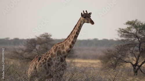 Giraffe eating acacia blossoms in the Etosha National Park in Namibia in Africa.