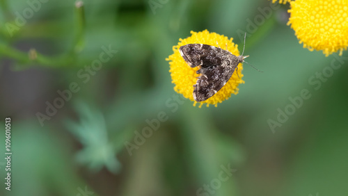 Common nettle-tap moth on yellow flower photo