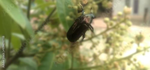 hermit beetle - Osmoderma eremita photo
