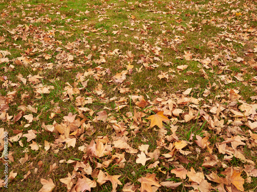 秋の公園の地面にたくさんの紅葉の落ち葉の風景