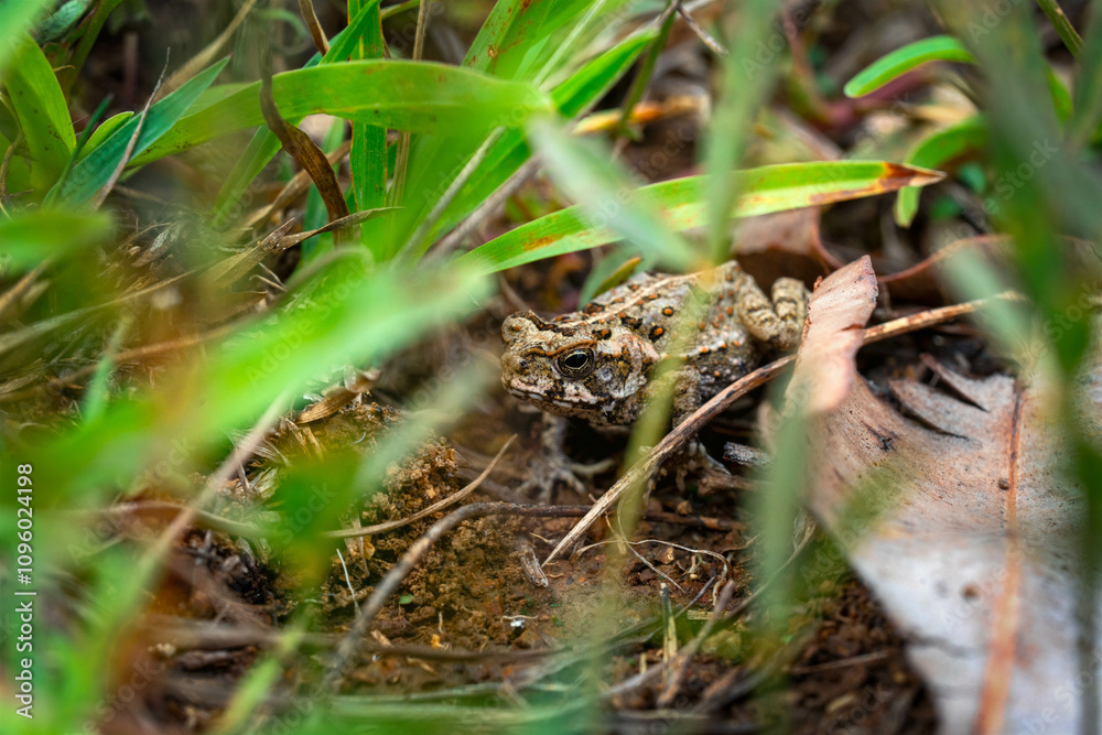 toad in the grass toad in the grass