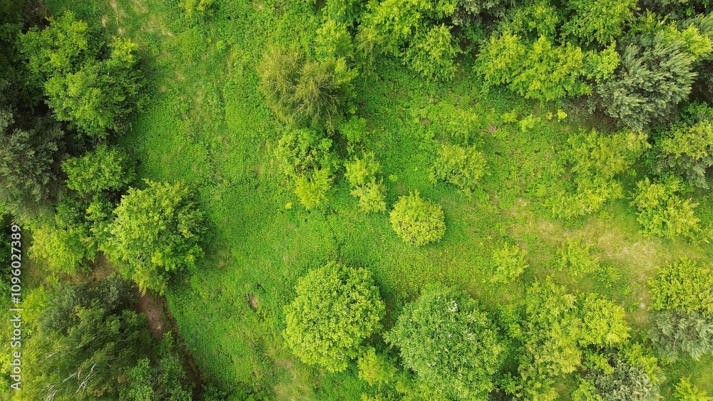 forest wilderness shown top down. vibrant green. forest wilderness shown top down. vibrant green.