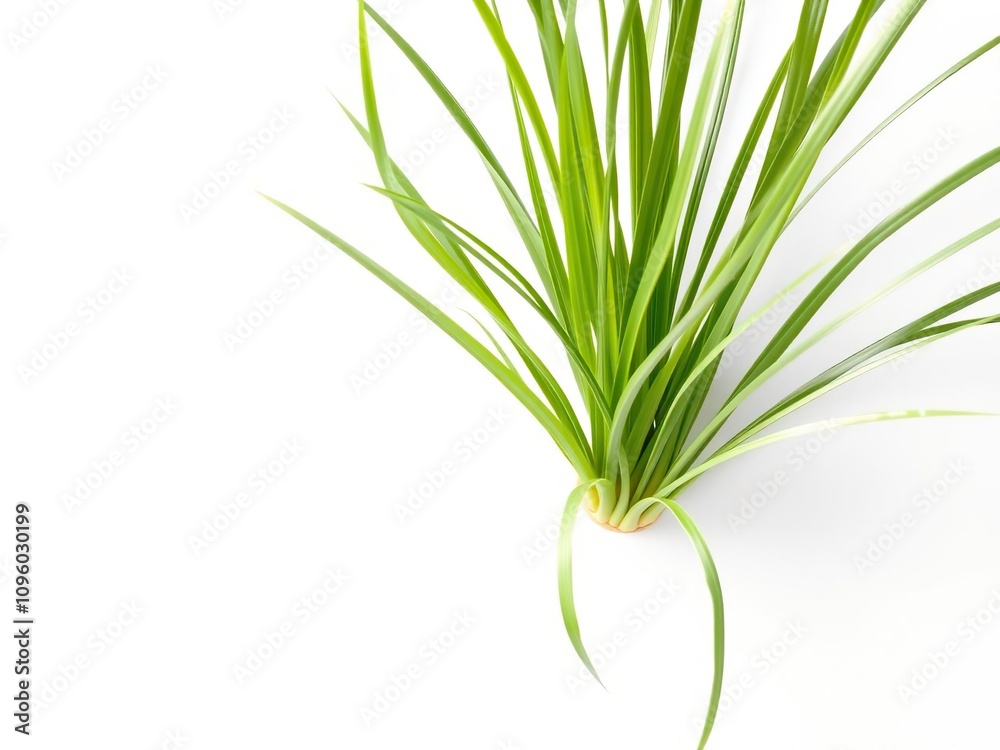 Low-growing Chlorophytum plant with long thin leaves on a white background, low-maintenance plants, minimalist decor, office decor