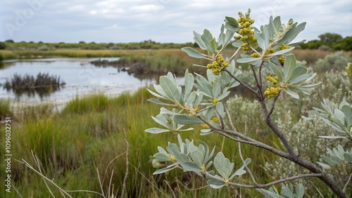 Myrica gale plant with silvery leaves and small yellowish-green flowers in a wetland environment, myrica gale in water, aquatic plant, fall color, wetland plant, autumnal wetlands