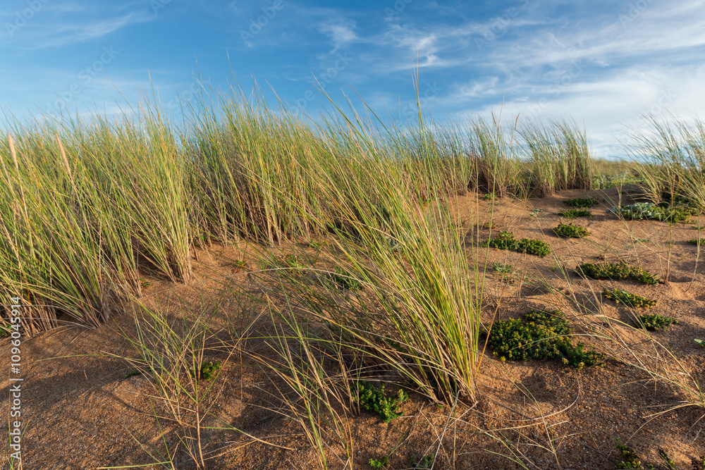 Vegetation of coastal dunes, beach grass. Vegetation of coastal dunes, beach grass.