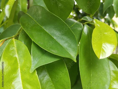 Annona muricata or soursop leaves shoot on close up. Has many health benefits  photo